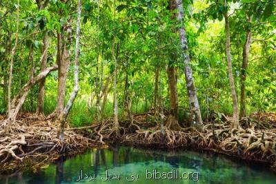 تصفیه آب با الهام از درختان جنگل های حرا