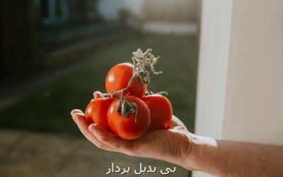 گوجه فرنگی مهندسی شده برای کاهش کلسترول به بازار می آید