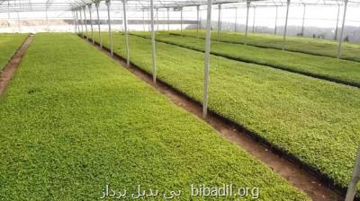 بهره برداری از تکنولوژی جدید در بخش کشاورزی افزایش می یابد