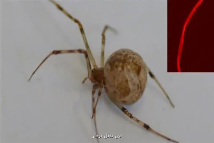 عنکبوت خانگی تار قرمز فلورسنت تولید می کند